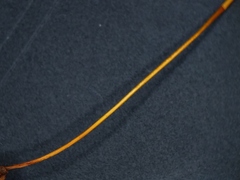 Polytrichum pallidisetum