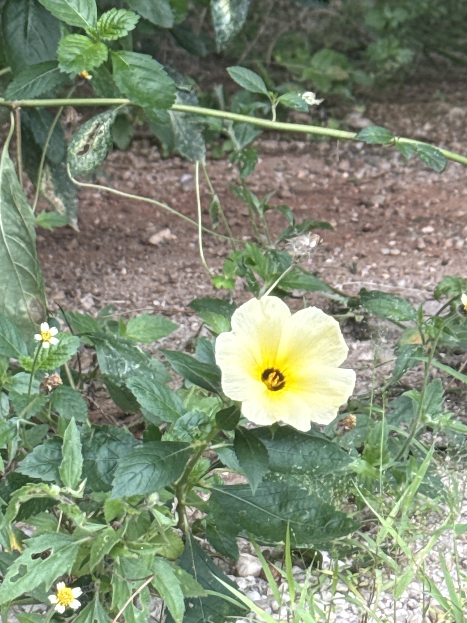 Turnera subulata