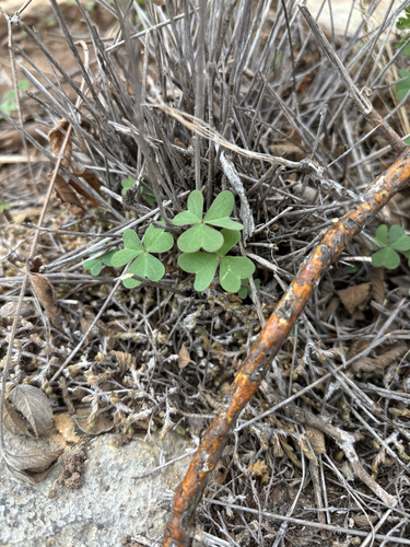 Drummond's Woodsorrel (Oxalis drummondii)