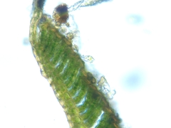 Polytrichum pallidisetum