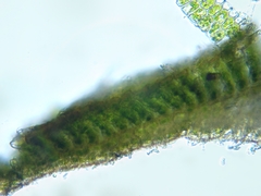 Polytrichum pallidisetum