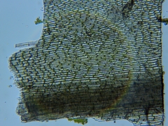 Polytrichum pallidisetum