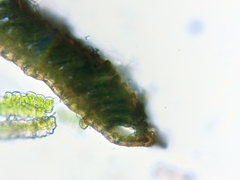 Polytrichum pallidisetum