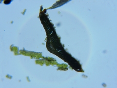 Polytrichum pallidisetum