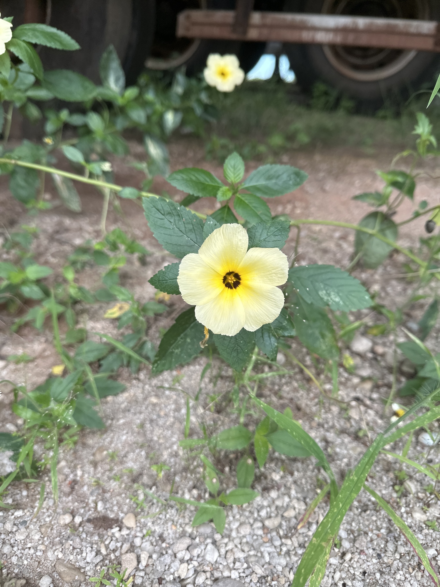 Turnera subulata