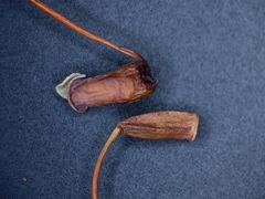 Polytrichum pallidisetum