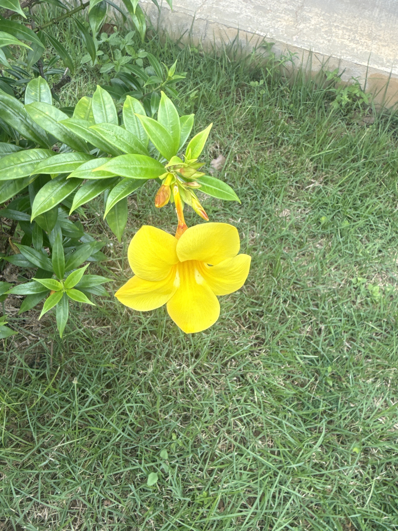 Allamanda cathartica