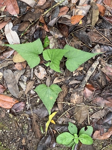 Tusilla (Dorstenia contrajerva)