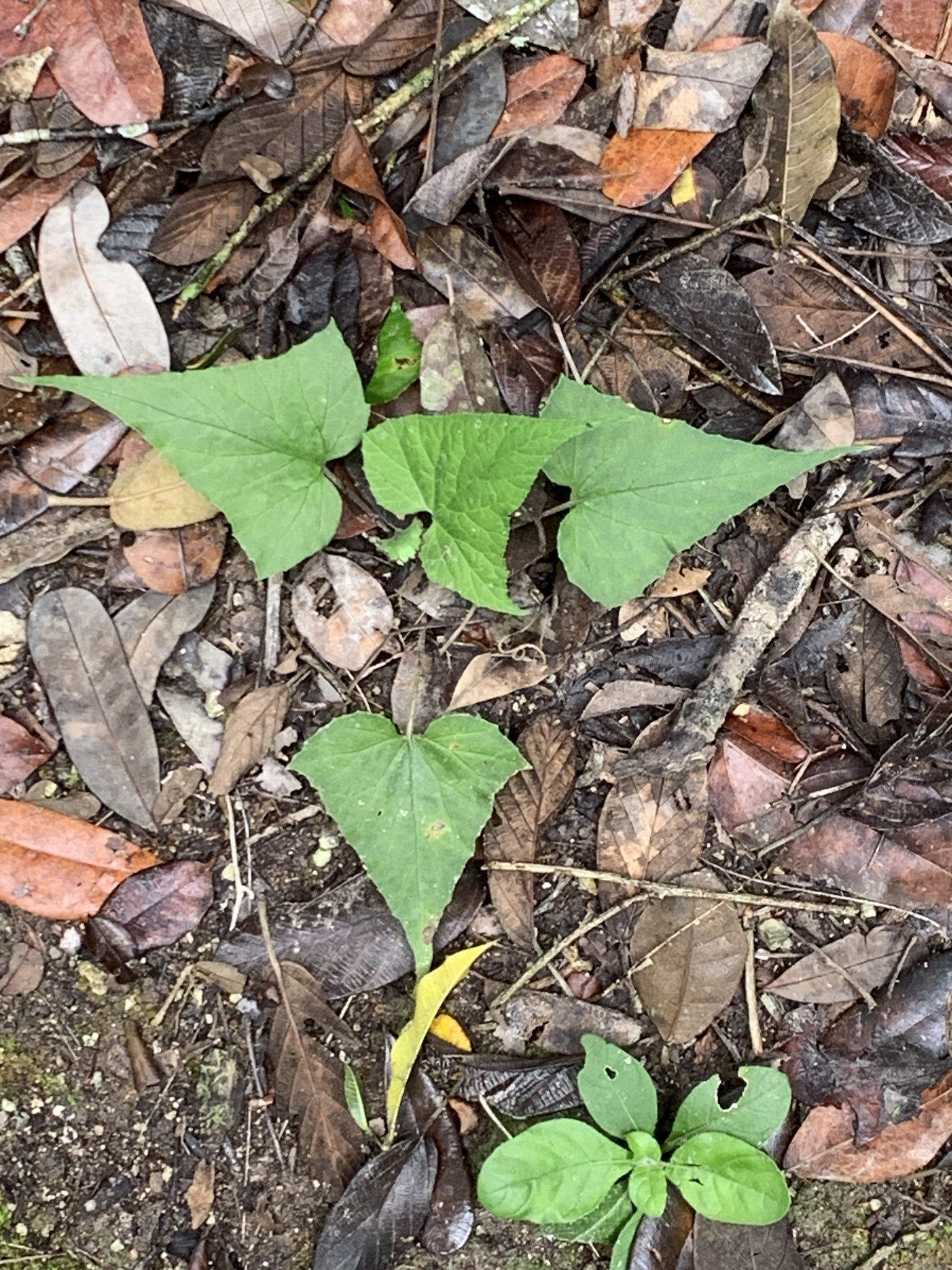 Tusilla (Dorstenia contrajerva)