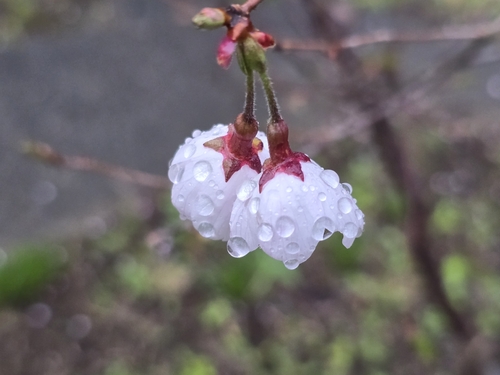 Cerasus tamaclivorum iNat (1)