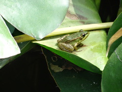 Pelophylax perezi