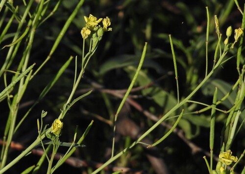 Perennial Wall-Rocket (Diplotaxis tenuifolia)