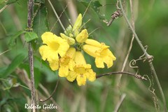 Adenocalymma marginatum