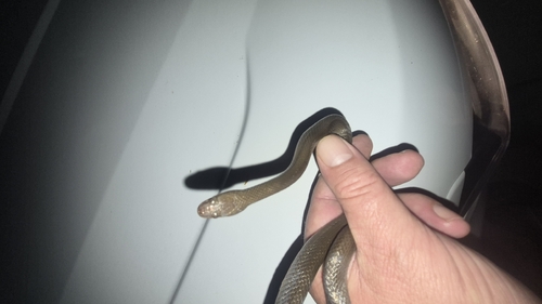 Common Brown Water Snake