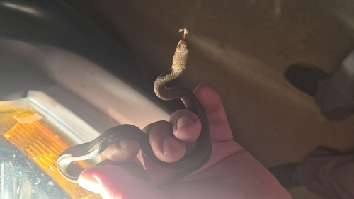 Common Brown Water Snake