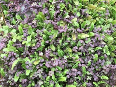 Leptinella squalida squalida