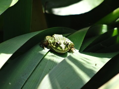 Pelophylax perezi
