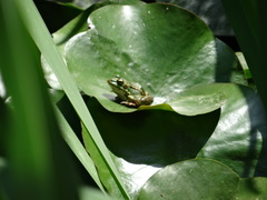 Pelophylax perezi