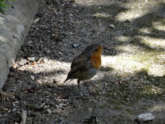 Erithacus rubecula