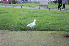 Larus argentatus