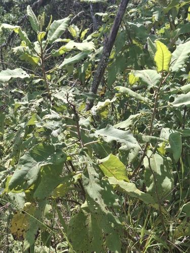 Gymnanthemum myrianthum, 2026-03-26