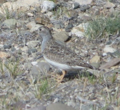 Thinocorus rumicivorus