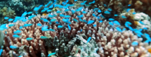 Chromis viridis
