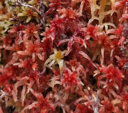Red Peatmoss (Sphagnum rubellum)