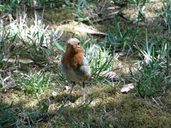 Erithacus rubecula