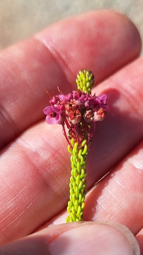 Graffiti Heath (Erica seriphiifolia)