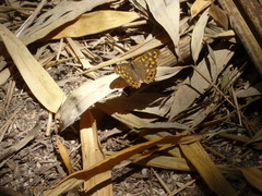 Pararge aegeria