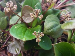 Scoliopus hallii