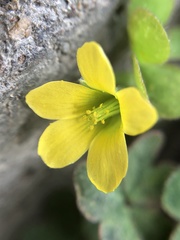 Oxalis