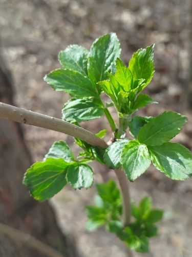 European black elderberry