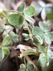 Oxalis