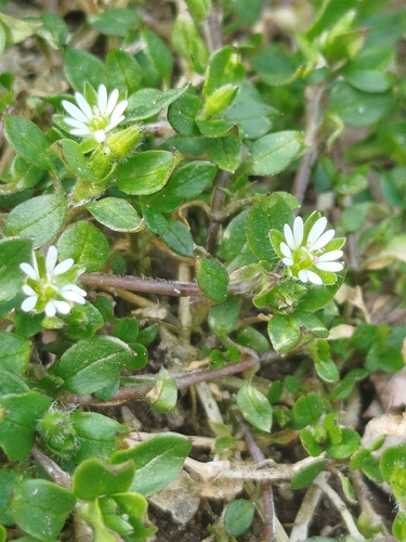 common chickweed