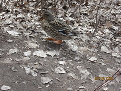 Anas platyrhynchos