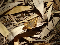 Pararge aegeria