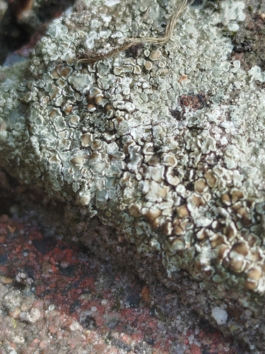 Stonewall Rim Lichen