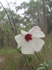 Hibiscus meraukensis
