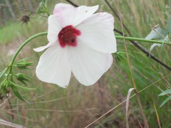 Hibiscus meraukensis