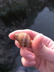 Nucella canaliculata