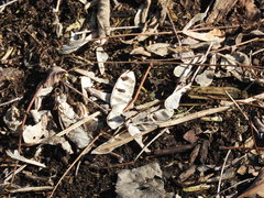 Robinia pseudoacacia