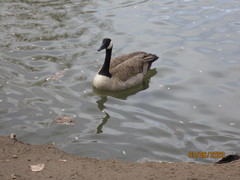 Branta canadensis