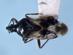 Anthocoris musculus