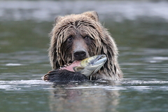Brown Bear photo 3