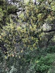 Quercus agrifolia