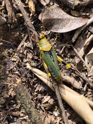 Variegated grasshopper