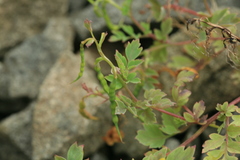 Corydalis speciosa