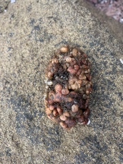 Pyura chilensis